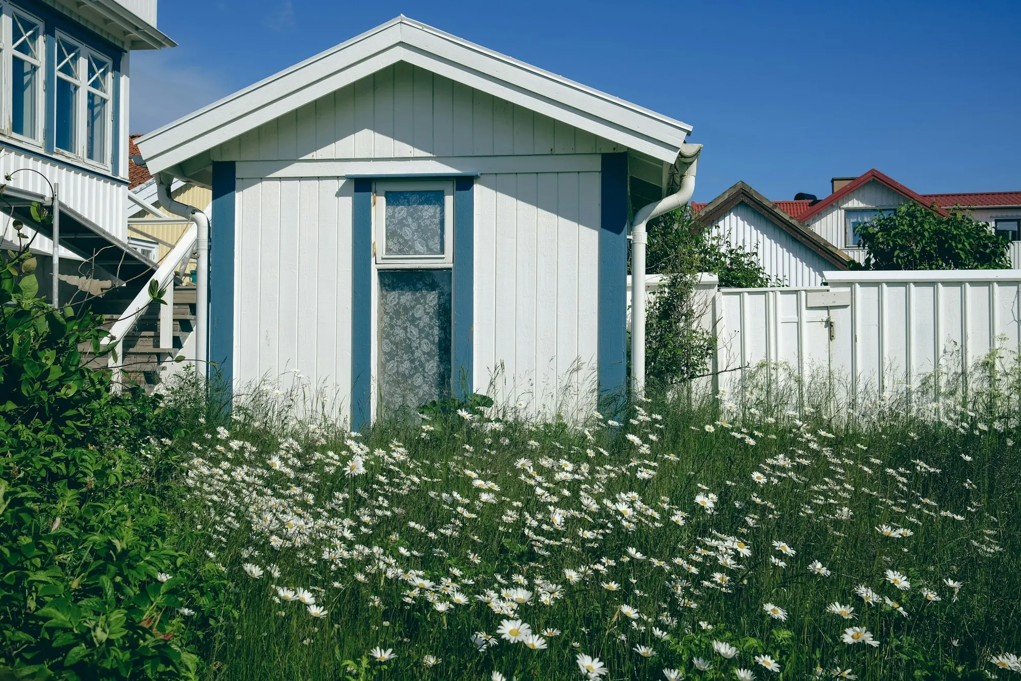 Vitt trähus med blå detaljer bakom en äng med prästkragar