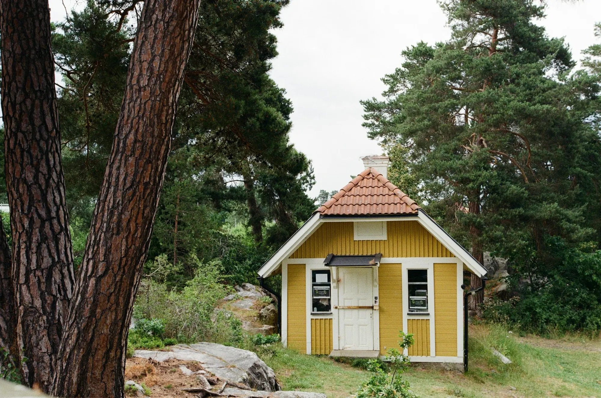 Gult och vitt trähus bland tallar